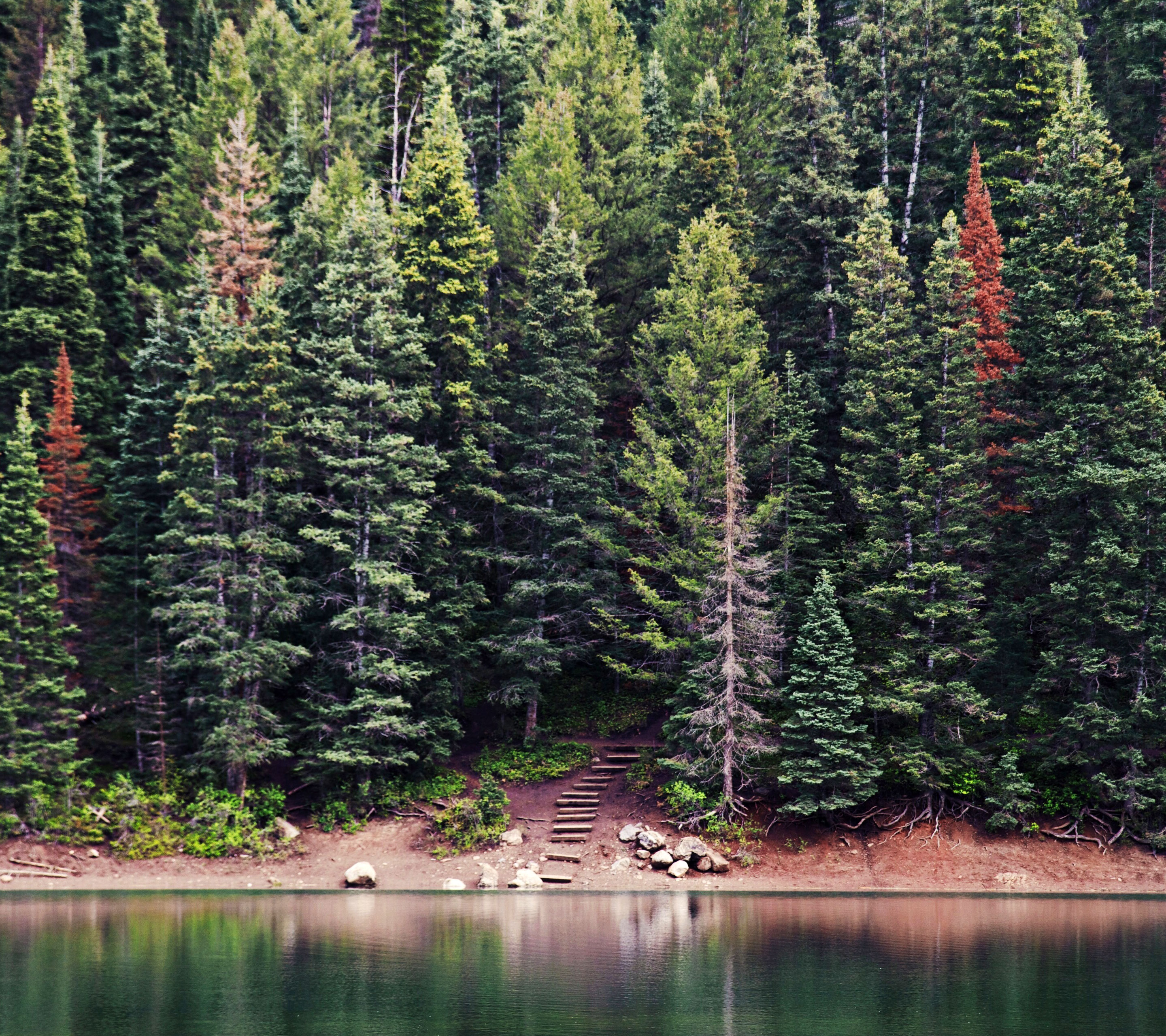 ctn-news-window-2x Pine trees along the water with wooden steps leading up a path